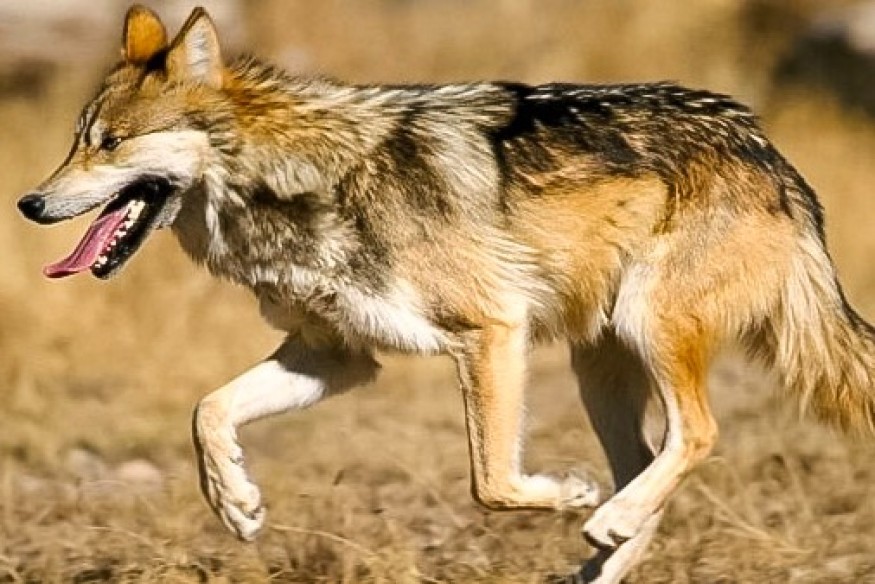 Jakub Kięczkowski: Populacja wilka na Pomorzu rośnie. Jak reagować na spotkanie?