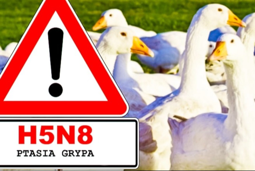 Ptasia grypa w natarciu. Nowe ogniska i martwe ptaki w miastach