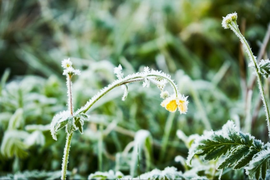 Przymrozki i silny wiatr na Pomorzu. Ekspert o pogodzie