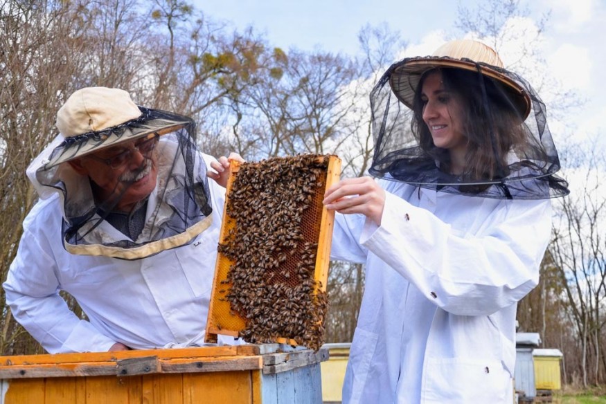 Dofinansowanie dla pszczelarzy 2026. Ruszył nabór wniosków w ARiMR