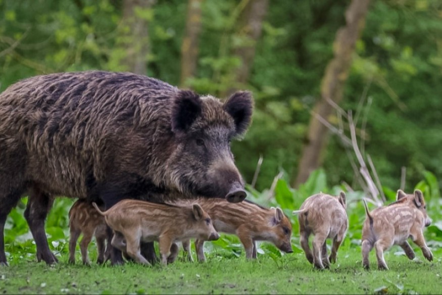 Nowe ogniska ASF w powiecie lęborskim. Służby apelują do rolników