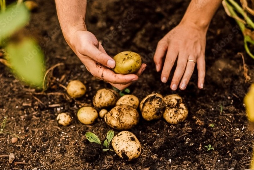 Rolnicy sadzą ziemniaki. Przez niskie ceny ograniczają uprawy