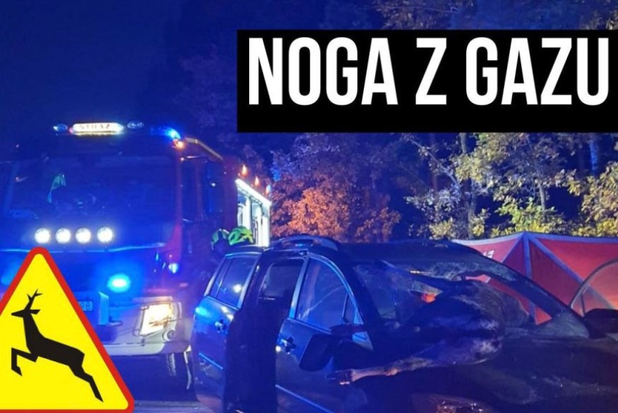 Kampania „Noga z gazu”. Myśliwi ostrzegają kierowców na Pomorzu