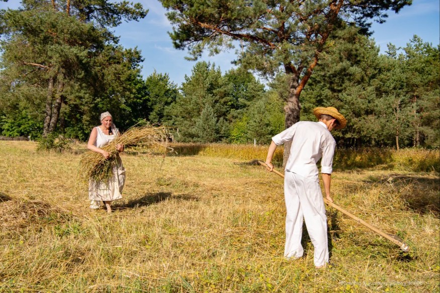 Pokaz dawnych żniw w skansenie we Wdzydzach