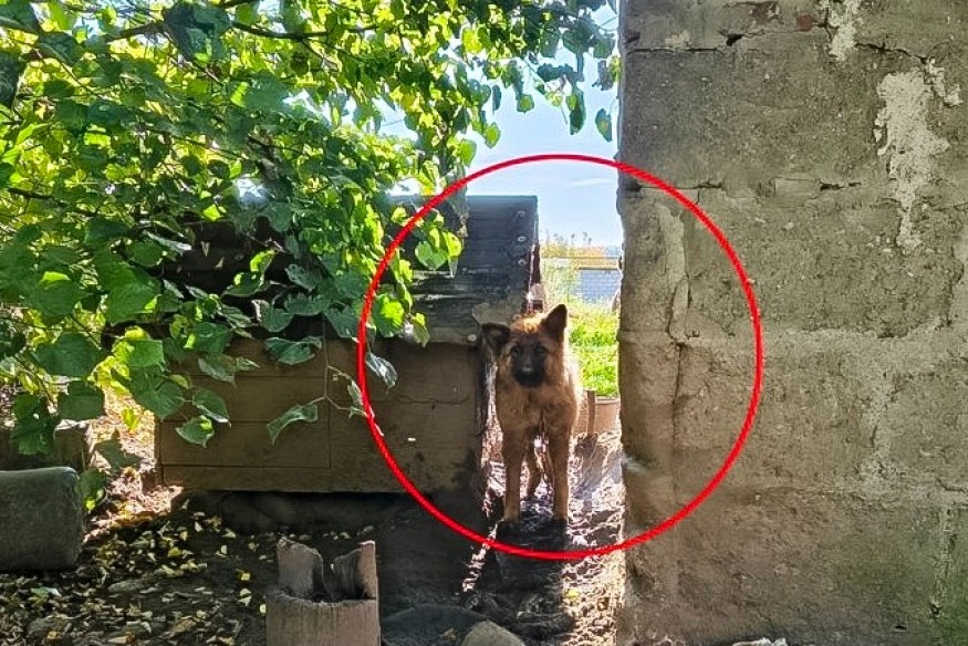 Dramatyczna interwencja w powiecie wejherowskim. Psy żyły w koszmarnych warunkach